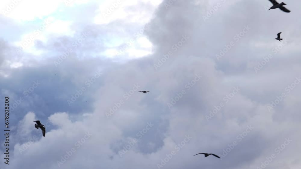 Seagulls soar against a background of blue sky with white clouds Seagulls soar against a background of blue sky with white clouds
