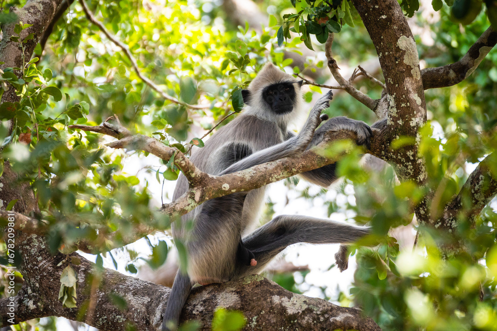 Fototapeta premium group of langur monkeys up on a tree