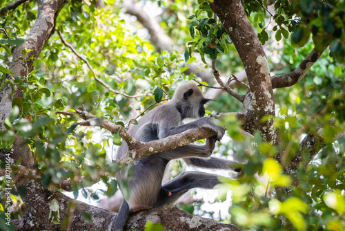 group of langur monkeys up on a tree photo