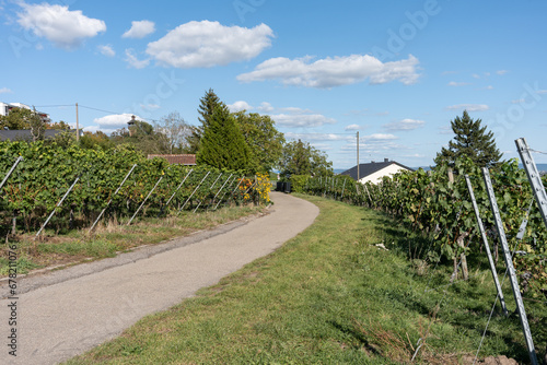 The concept of winemaking in Germany. The tradition of grape cultivation. A pathway fades into the distance among the vineyards.