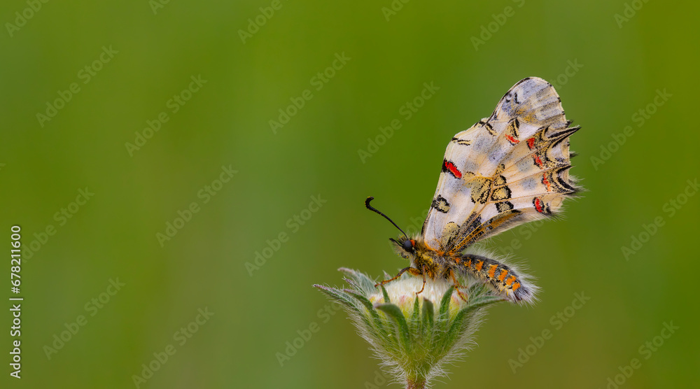 Fototapeta premium scalloped butterfly on plant, Eastern Steppe Festoon, Zerynthia deyrollei