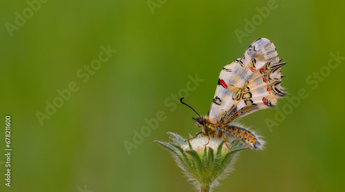 scalloped butterfly on plant, Eastern Steppe Festoon, Zerynthia deyrollei photo