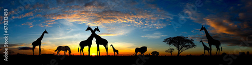Panorama silhouette Giraffe family and tree in africa with sunset.Tree silhouetted against a setting sun.Typical african sunset with acacia trees in Masai Mara  Kenya