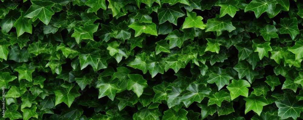 Dense wall of English ivy Dense wall of English ivy