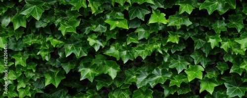 Dense wall of English ivy