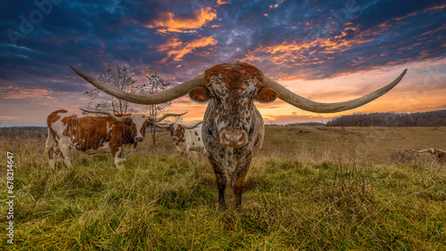 Longhorn cow. 