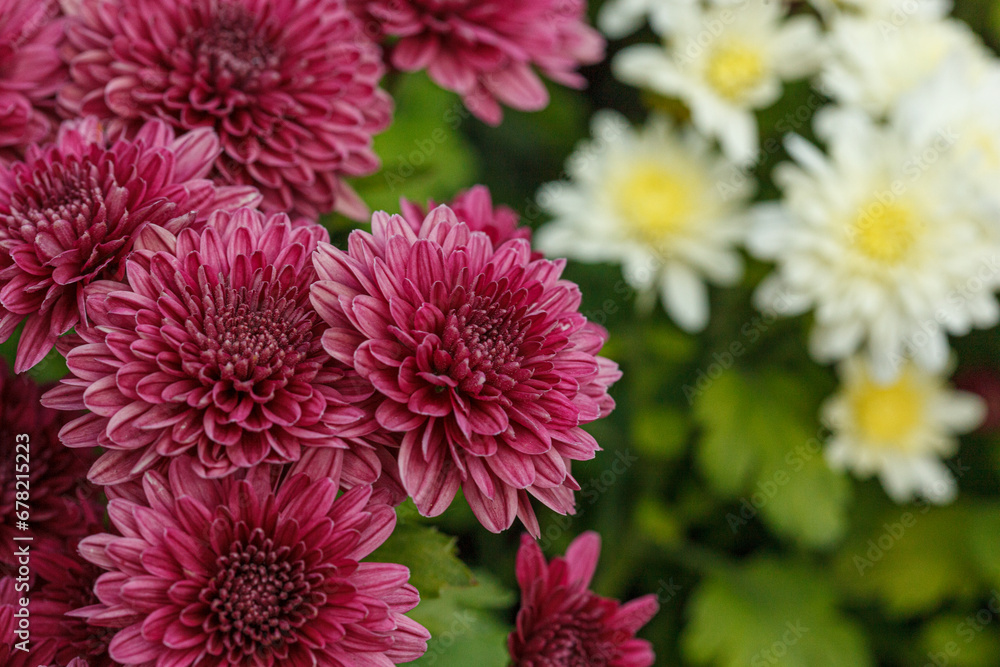 Beautiful chrysanthemum bushes yellow, red, white, pink, red colors Beautiful chrysanthemum bushes yellow, red, white, pink, red colors