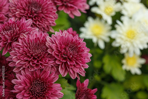 Beautiful chrysanthemum bushes yellow  red  white  pink  red colors