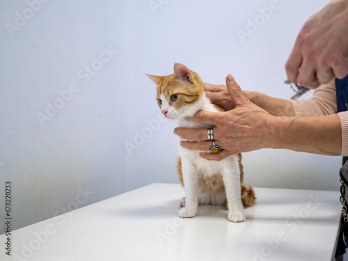 A cat and its owner are in the clinic waiting for a veterinarian, the cat is standing on the table
