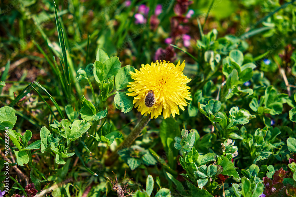 In a captivating close-up view, a vibrant yellow dandelion flower takes center stage, with a tiny black beetle exploring its delicate petals, all set against a lush green backdrop of nature's beauty. In a captivating close-up view, a vibrant yellow dandelion flower takes center stage, with a tiny black beetle exploring its delicate petals, all set against a lush green backdrop of nature's beauty.
