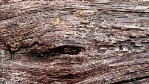 The image shows a detailed view of a dark-colored tree bark. Old rotten wood as a backdrop. Wood texture.