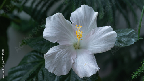 Beautiful... hibiscus in green background silky white bloom