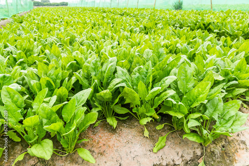 Photos View of Fresh Spinach growing in a vegetable garden in Yunlin, Taiwan