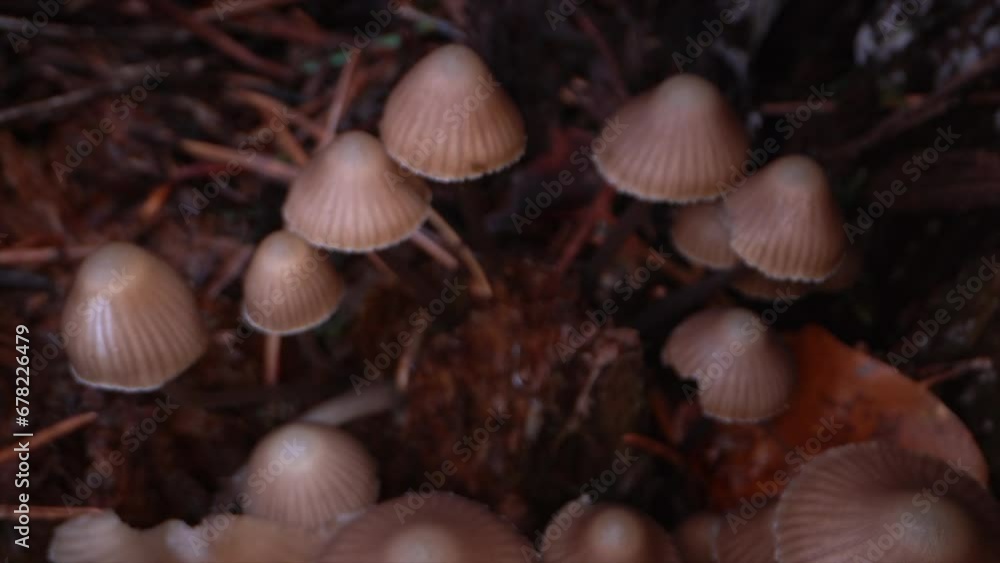 Pilz Pfifferling 1 (craterellus tubaeformis) LAOWA 24mm f/14 1080p 60 fps Pilz Pfifferling 1 (craterellus tubaeformis) LAOWA 24mm f/14 1080p 60 fps