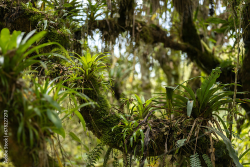 trees in the forest