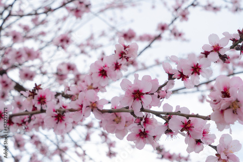 almond tree pink bloom, close up spring of almond tree twigs on blue sky background © neirfy