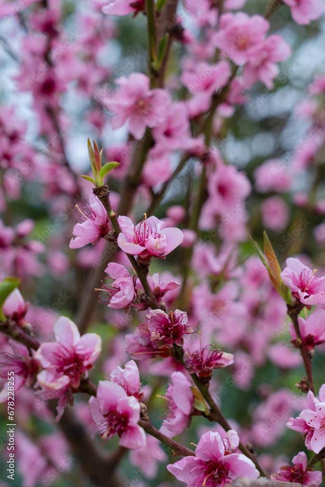 almond tree tender pink bloom, close up spring of almond tree twigs on blue sky background