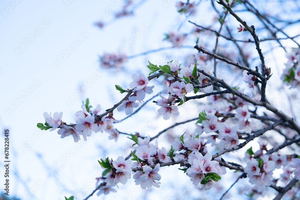 almond tree tender pink bloom, close up spring of almond tree twigs on blue sky background