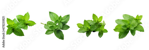 Set of Fresh mint leaves isolated on transparent or white background photo