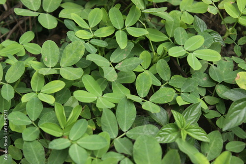 Wallpaper Mural Nature's marvel in every detail. Behold the intricate beauty of peanut leaves Torontodigital.ca