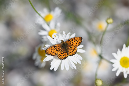 Photography Lesser marbled fritillary, Brenthis ino, feeding on Oxeye Daisy in Finland
