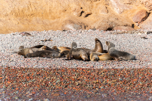 Lions de mer sur une plage de cailloux