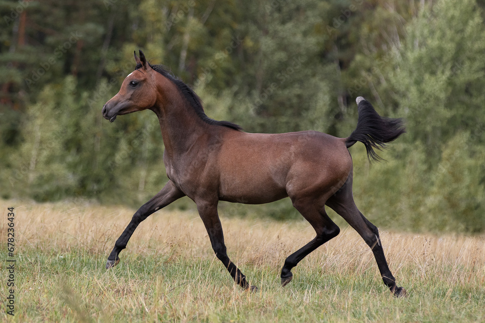 Fototapeta premium Young pretty arabian horse runs and frolics summer background