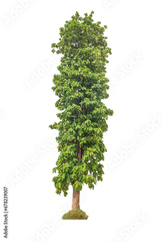 green trees isolated on white background.one of isolated tree on white background. tree white background.