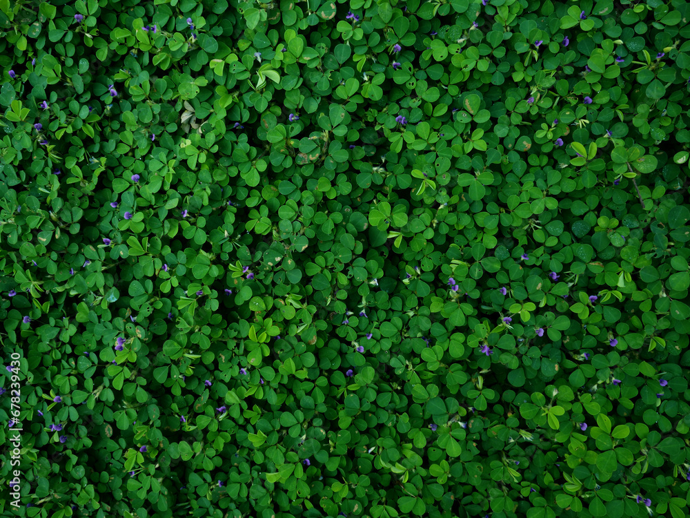 green leaf cover background and nature flower save green world green leaf cover background and nature flower save green world