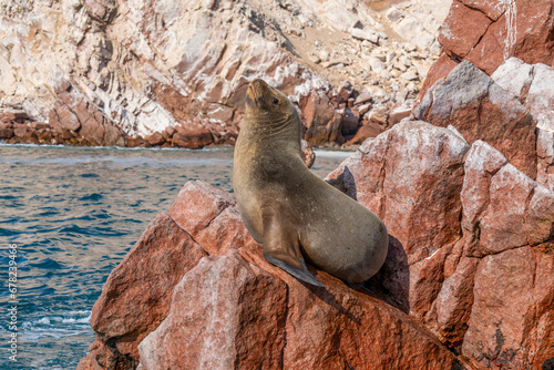 Lion de mer sur un rocher photo