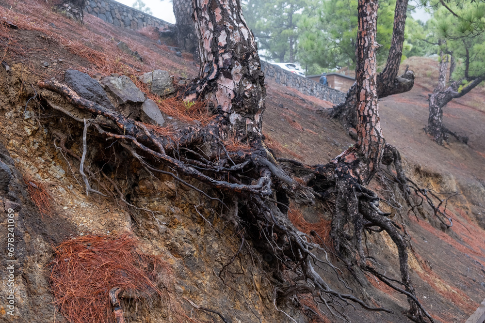 Fototapeta premium exposed root of a pine