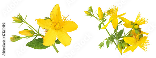 saint john's wort or Hypericum flowers isolated on white background. Top view. Flat lay