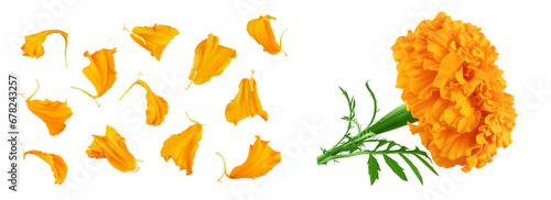 petals of fresh marigold or tagetes erecta flower isolated on white background with full depth of field. Top view. Flat lay