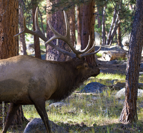 Bull Elk slipping through timber