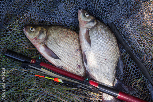 Two big freshwater common bream commonly known as Abramis Brama with float rod on black fishing net..