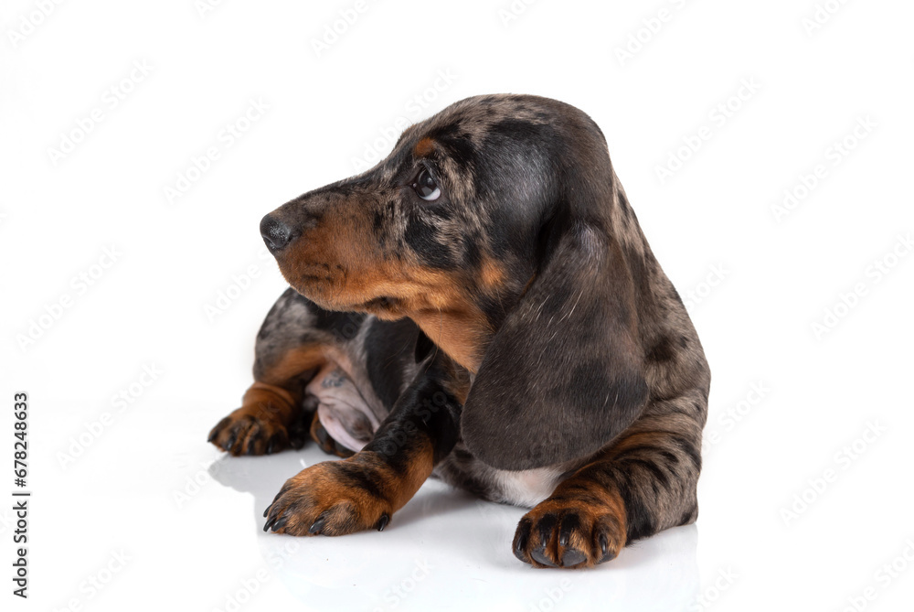 Sad marble dachshund puppy looks away on white background Sad marble dachshund puppy looks away on white background