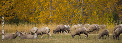 flock of sheep
