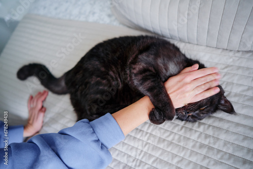 Adorable scottish black tabby cat bitting his owner's hand. photo