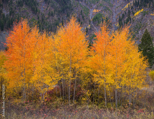 Stands of golden aspens in morning light