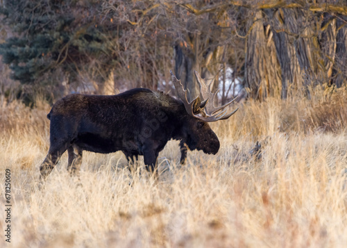 Bull Moose