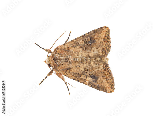 Nutmeg moth isolated on white background, Hadula trifolii