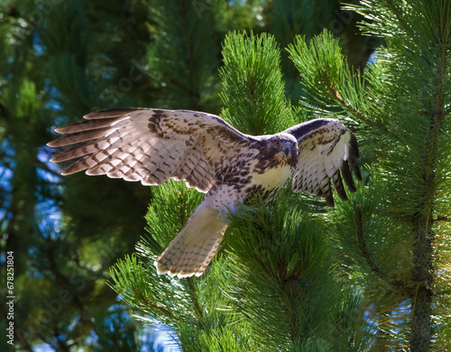 Red Tailed Hawk