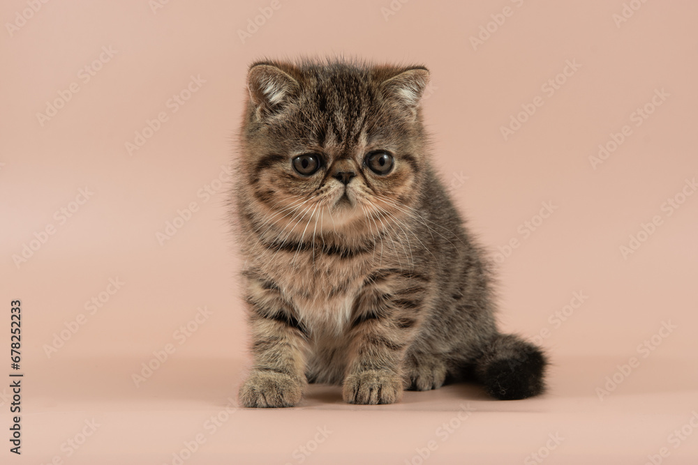 sad exotic shorthair kitten is sitting on light studio background.