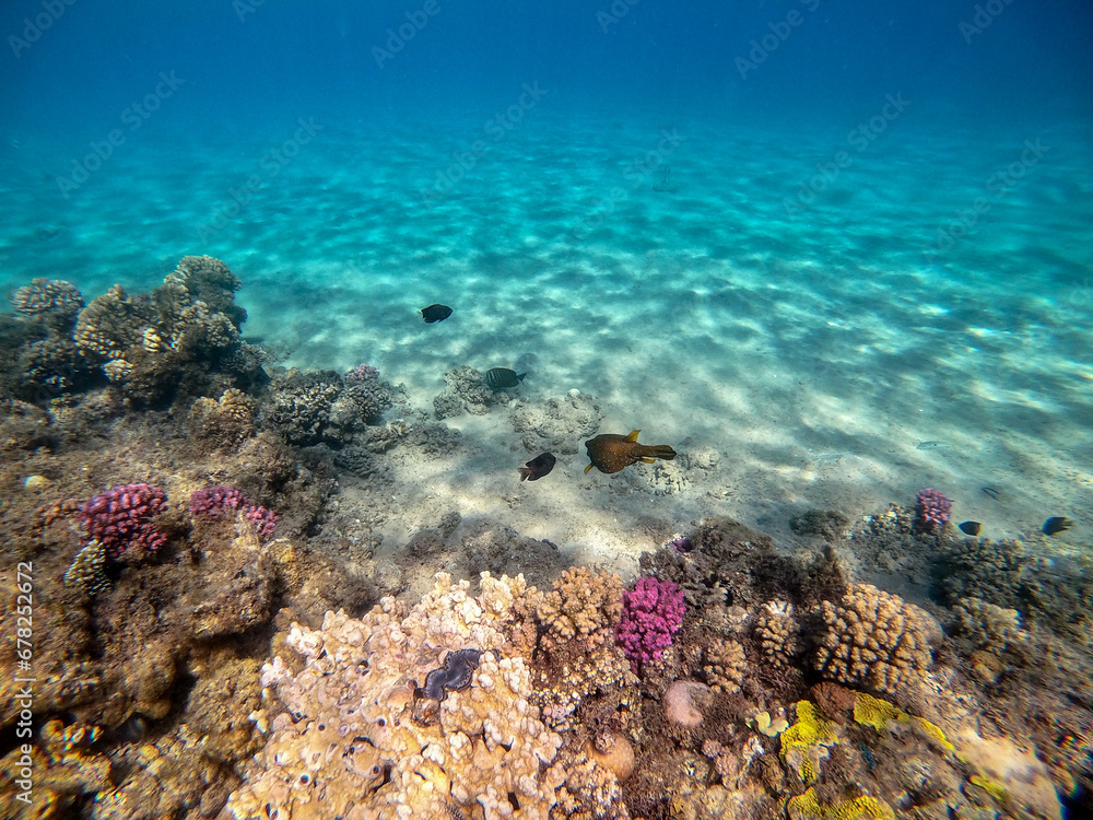 Obraz premium Red Sea Toby (Canthigaster margaritata) at coral reef.