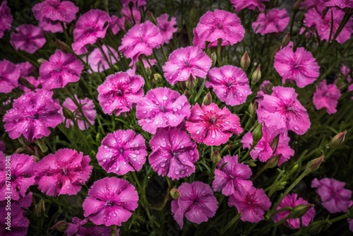 Pink Dianthus flowers in the garden. Beautiful pink carnation flowers. Springtime Concept. Valentine s Day Concept with a Copy Space. Mother s Day.