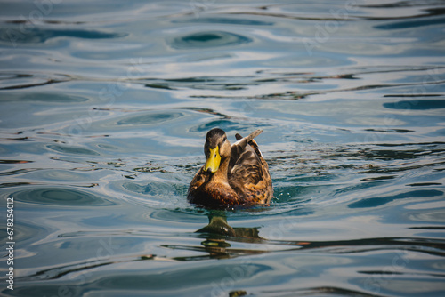 detail of duck in the water floating peacefully 