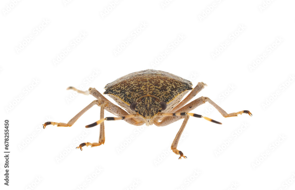 Mottled shieldbug isolated on white background, Rhaphigaster nebulosa ...