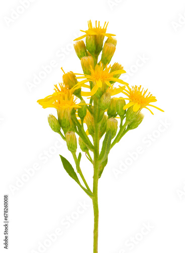 False yellowhead isolated on white background, Dittrichia viscosa photo
