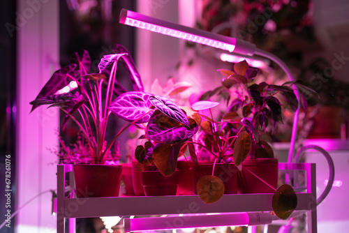 Houseplant on cart under phyto lamp at home, making up for lack of real daylight and sunlight. LED purple pink lamp for supplementary lighting of indoor plant in winter season in apartment. Plant care photo