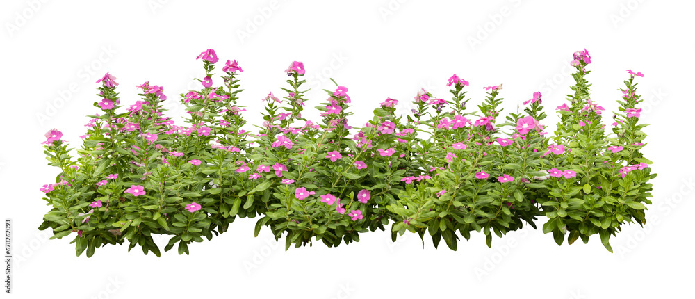 Tropical plant flower bush shrub tree oblique angle isolated on white background with clipping path. Tropical plant flower bush shrub tree oblique angle isolated on white background with clipping path.